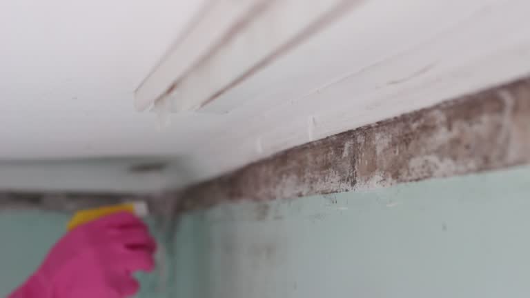 Best Real Estate Mold Inspection  in Blanco, TX